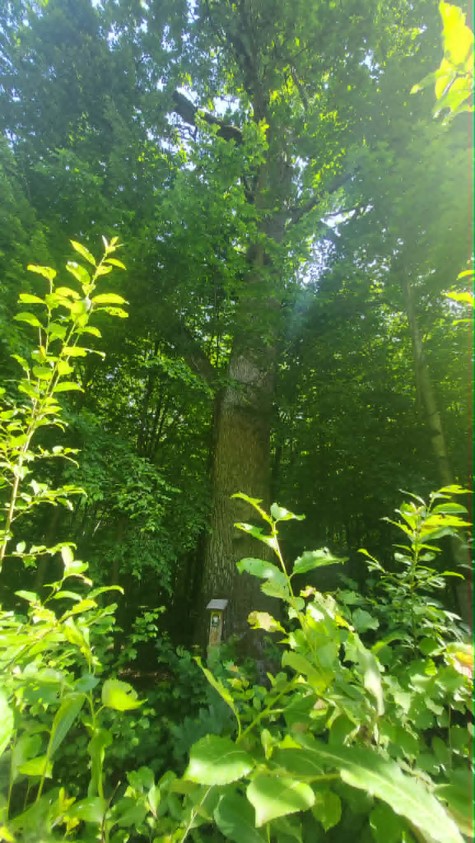 2.	Dąb szypułkowy - Quercus robur - &bdquo;Dąb na&nbsp;Bramurze&rdquo;,  rośnie na&nbsp;działce 2005, obręb 0011 Jaciążek, o&nbsp;obwodzie pnia 504 cm, objęty ochroną w&nbsp;roku 2023.