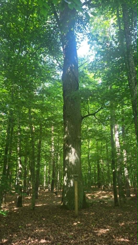 4.	Dąb szypułkowy - Quercus robur &ndash; &bdquo;Dąb na&nbsp;Bramurze II&rdquo;, rośnie na&nbsp;działce 2006, obręb 0011 Jaciążek, o&nbsp;obwodzie pnia 385 cm, objęty ochroną w&nbsp;roku 2023.