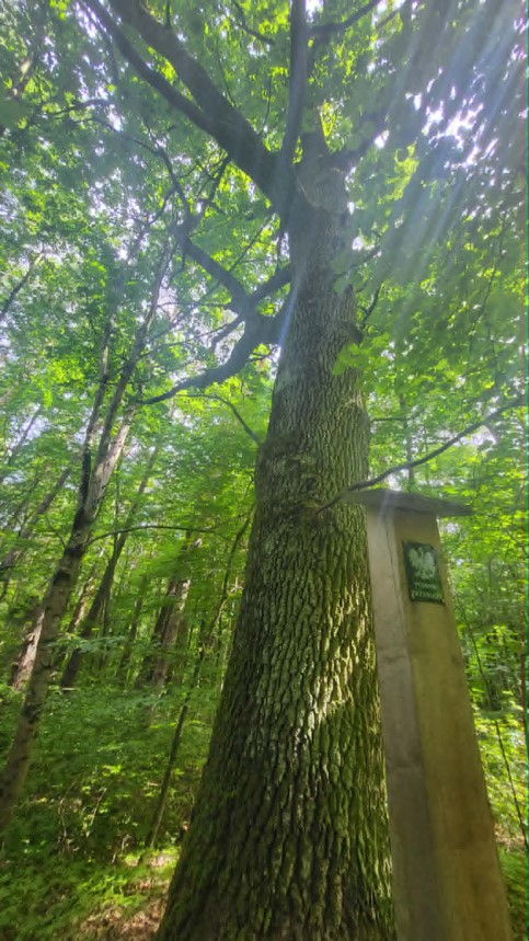 3.	Dąb szypułkowy - Quercus robur &ndash; &bdquo;Dąb przy cegielni&rdquo;, rośnie na&nbsp;działce 2007/1, obręb 0037 Węgrzyn&oacute;wek, o&nbsp;obwodzie pnia 345 cm, objęty ochroną w&nbsp;roku 2023.