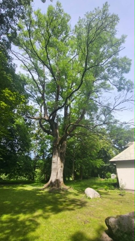 1.	Jesion wyniosły - Fraxinus excelsior, rośnie na&nbsp;działce 71/2, obręb Suche, o&nbsp;obwodzie pnia 432 cm, objęty ochroną w&nbsp;roku 1978.